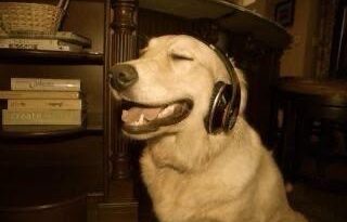 ¿Los animales pueden sentir la música? Esto dice la ciencia sobre la zoomusicología. ¿Los animales pueden sentir la música? Esto dice la ciencia sobre la zoomusicología.